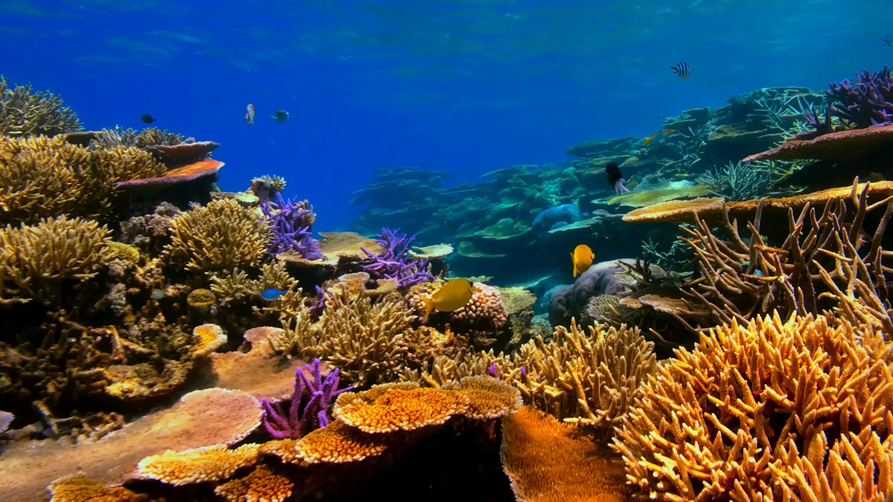 Colourful coral reef with small fish under clear blue water